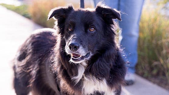 border collie bambi