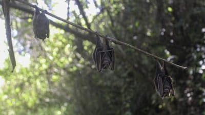vampire bats