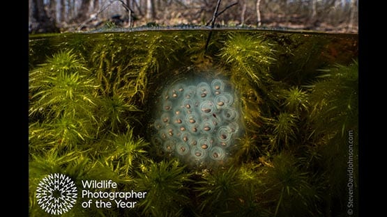 wildlife photographer of the year