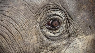 elephant eye close up zoo