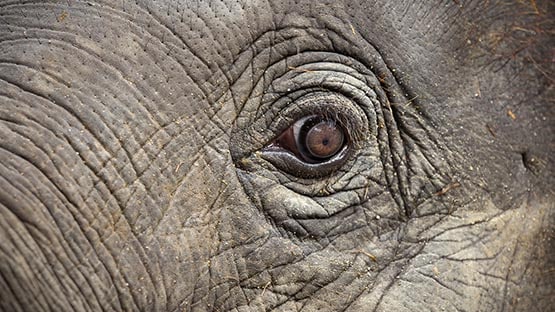 elephant eye close up zoo