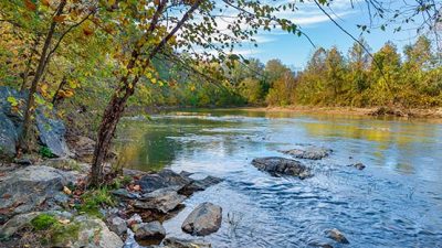 Birch trees along Rivanna River in Charlottesville