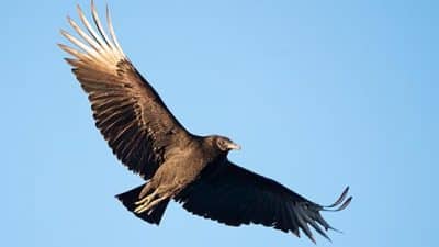 black vulture in the air