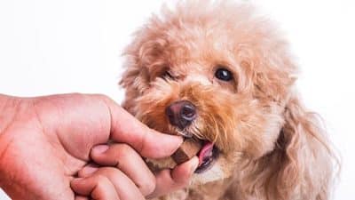 dog taking vitamin from man's hand