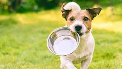 dog holding water or food bowl