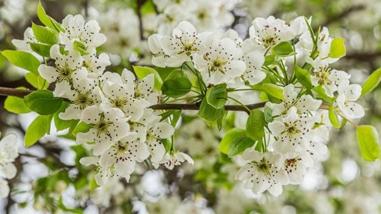bradford pear tree blooming