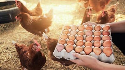 farmer with eggs hens poultry farm