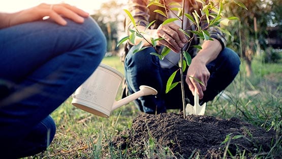 two people using spade to plant a tree