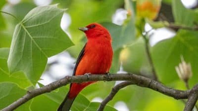 bird migratory songbirds scarlet tanager