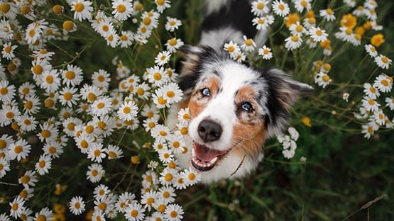 Australian Shepherd tri-color dog in bed of flowers