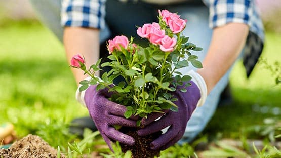 woman planting a flower garden