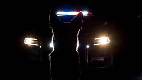 police k9 dog