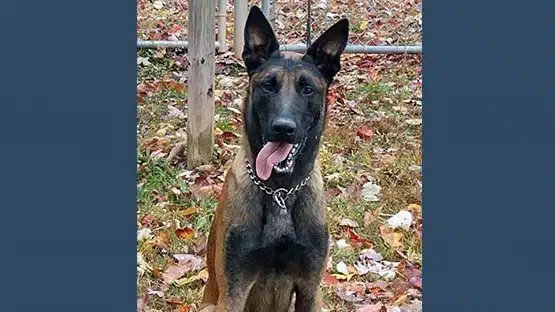rivan k9 dog sussex state prison