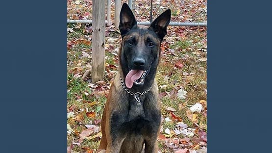 Virginia MS 13 gang members court date set for K 9 dog #39 s death Virginia MS 13 gang members court date set for K 9 dog #39 s death