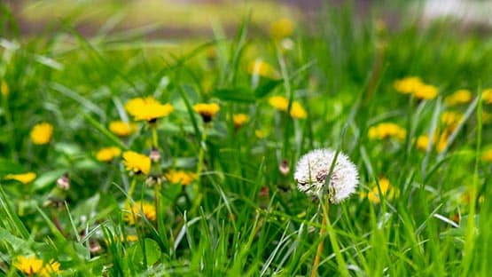 dandelions on lush lawn
