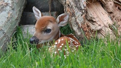 baby fawn under tree