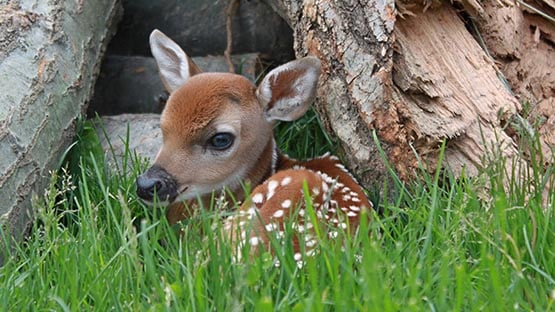 baby fawn under tree