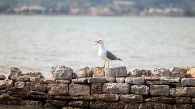 seagull on rock border
