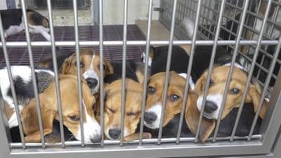 envigo beagles in cages
