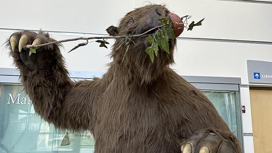 VMNH sloth display museum of natural history