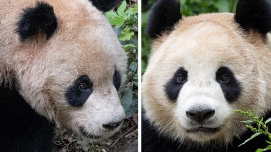 San Diego Zoo welcomes two giant pandas; D.C. expecting pair later this