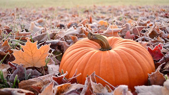 Pumpkin patch with frost