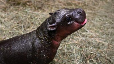 baby pygmy hippo metro richmond zoo