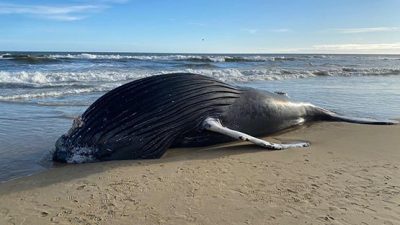 Kitty Hawk Outer Banks deceased whale