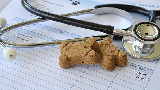 dog biscuit treat on vet invoice doctor veterinarian