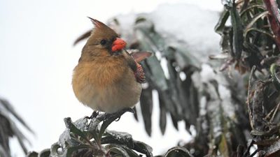 female cardinal bird tree winter snow ice