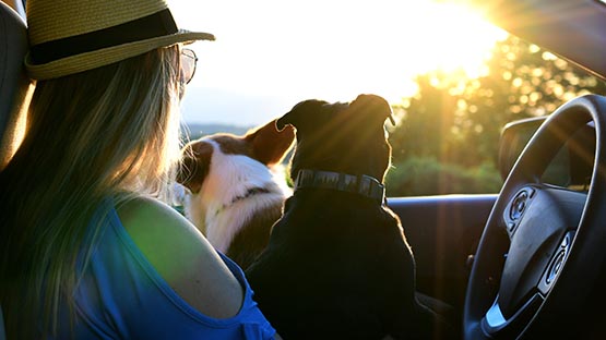 dogs in front seat vehicle looking out