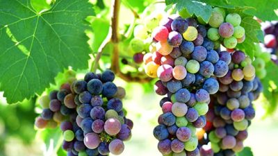 wine winery vineyard grapes orchard