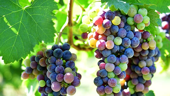 Valley Roads Vineyards’ Cabernet Franc wins 2026 Governor’s Cup