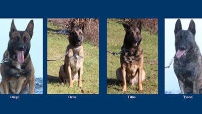 K9 dogs body armor