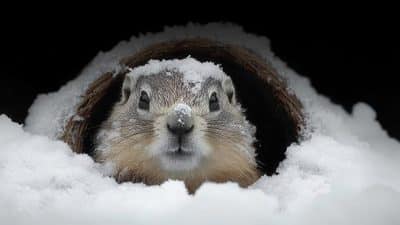 punxsutawney phil groundhog winter snow