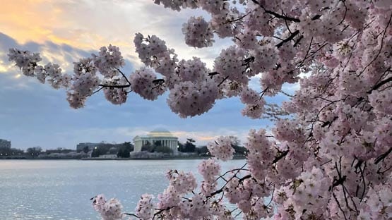 cherry blossom washington dc national mall