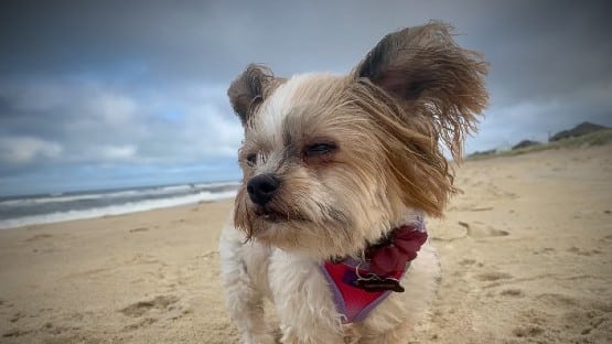 bella
