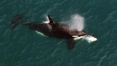 Clearwater Marine Killer whale image courtesy Aquarium Research Institute