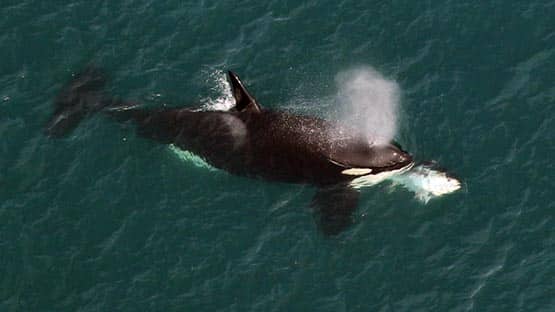 Clearwater Marine Killer whale image courtesy Aquarium Research Institute