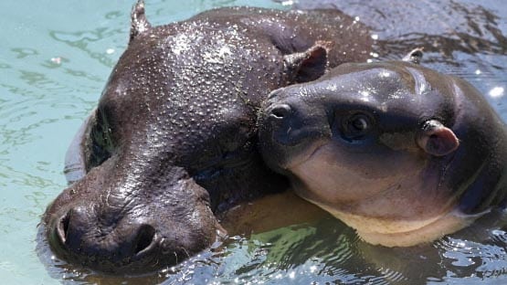 poppy hippo richmond zoo