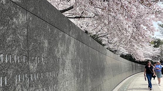 washington DC MLK martin luther king memorial cherry blossom