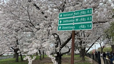 washington DC smithsonian national mall downtown metro spring cherry blossom