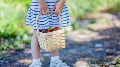 strawberry strawberries pick your own farm