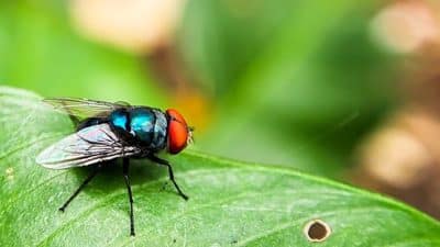 New World screwworm parasitic fly