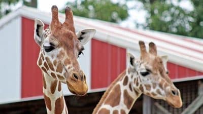 Giraffes at Natural Bridge Zoo in Rockbridge County
