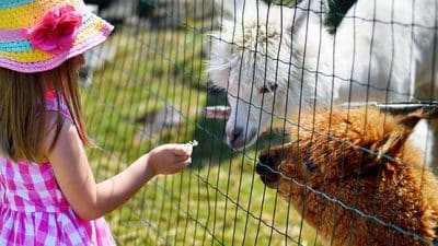 alpaca fair petting zoo farm