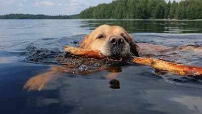 dog playing fetch in lake summer