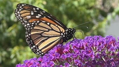 monarch butterfly on purple butterfly bush summer