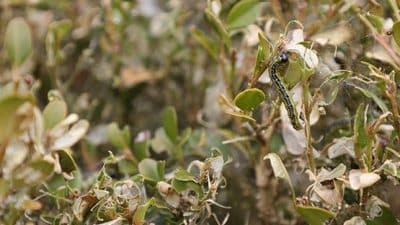 box tree moth caterpillar boxwood