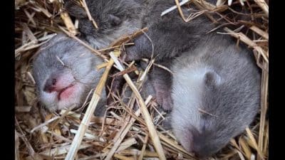 virginia zoo norfolk otter pups